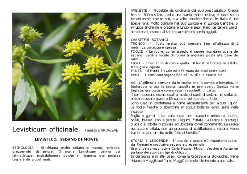 Levisticum_officinale.pdf