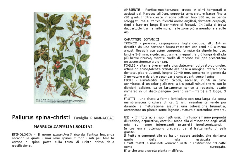 Palirius_spina-christi.pdf