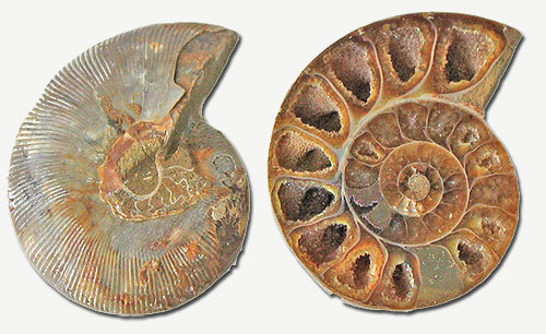 ammonites02.jpg