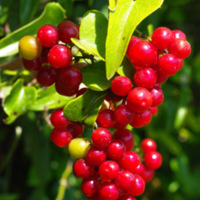 Smilax_aspera1.jpg