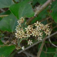 Smilax_aspera2.jpg