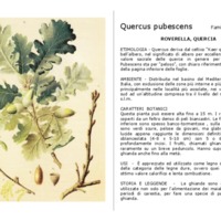 Quercus_pubescens.pdf