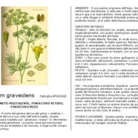 Anethum_graveolens.pdf